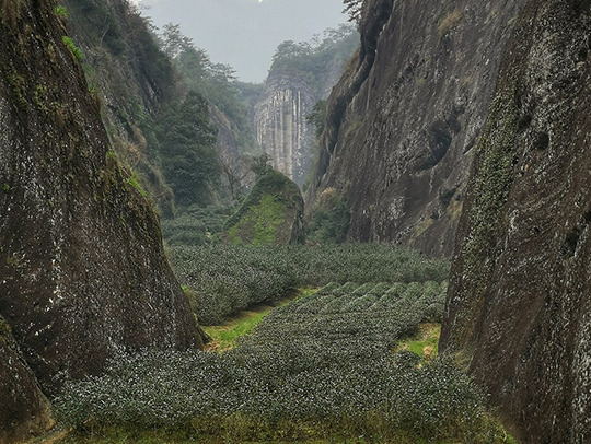 茶文化深度體驗